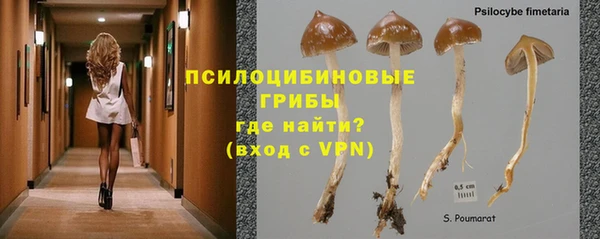 прущие грибы Арсеньев