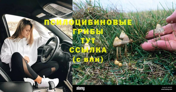 прущие грибы Арсеньев